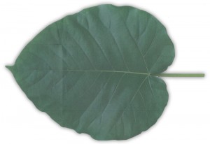 leaf_letter