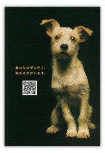 dog_f dog_f